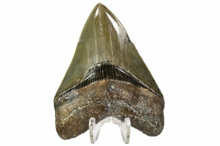 Serrated, Fossil Megalodon Tooth - Georgia #107273